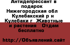 Антидепрессант в подарок - Нижегородская обл., Кулебакский р-н, Кулебаки г. Животные и растения » Отдам бесплатно   